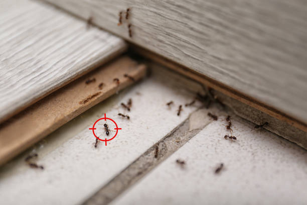Best Mosquito Control Services  in Metlatla, AK