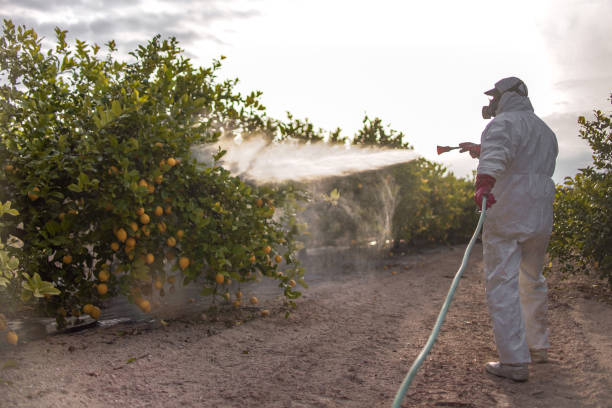 Best Local Pest Control Services  in Metlatla, AK