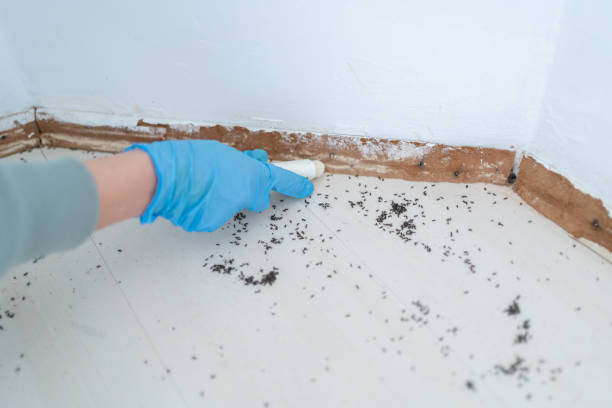 Best Best Pest Control Companies  in Metlatla, AK